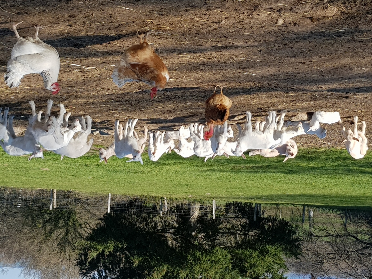 La chèvre'rit