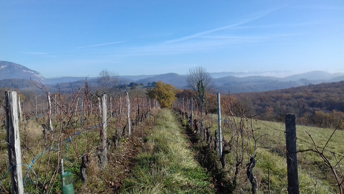 Les Cortis