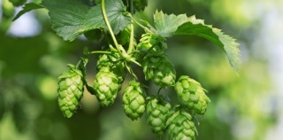 Bière blonde — visuel 3