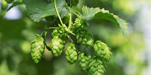 Bière blonde — visuel 2