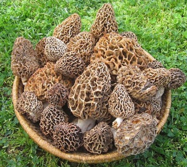 Morilles fraîches (au kilo) — visuel 2