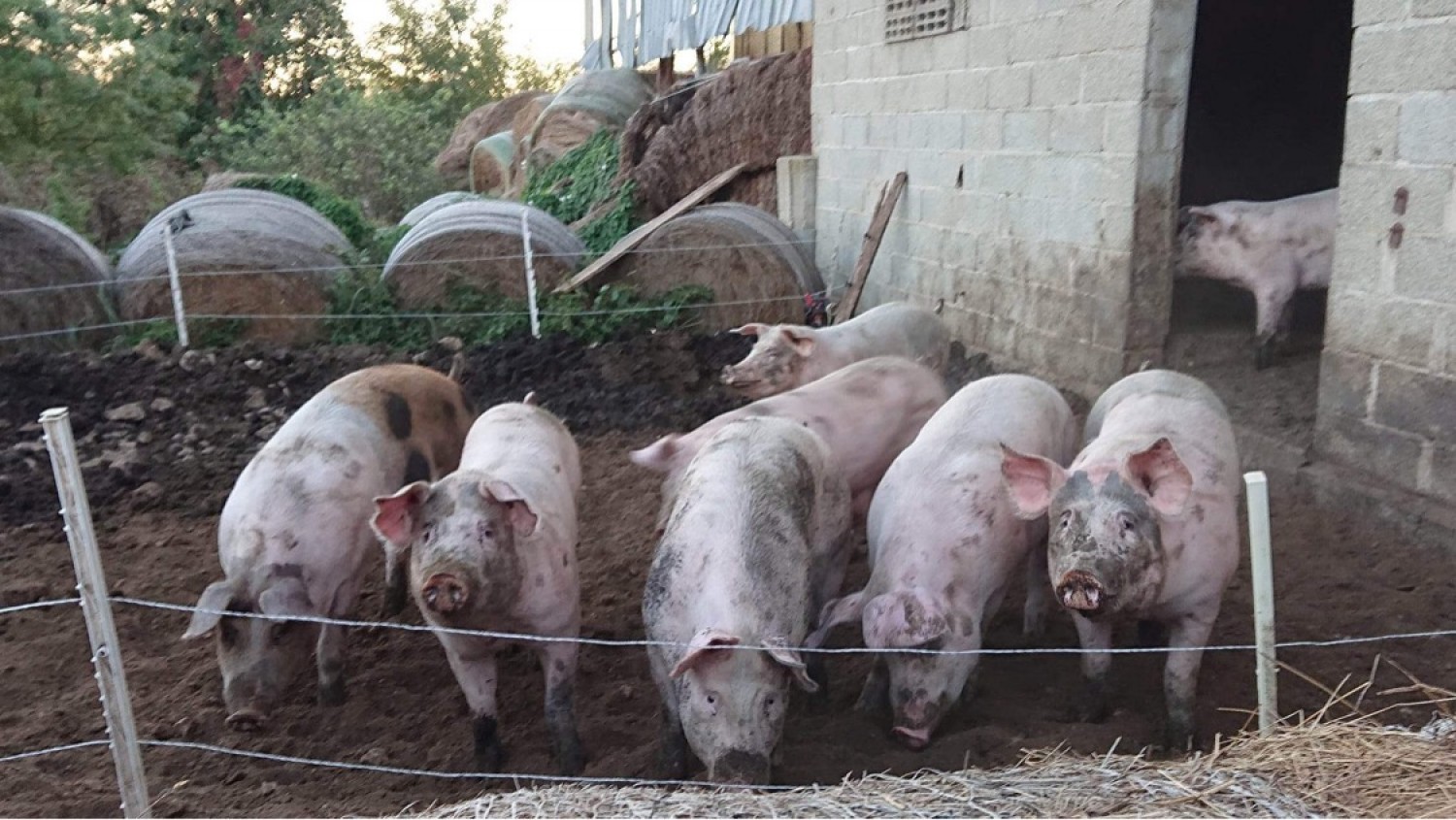 Cochon fermier
