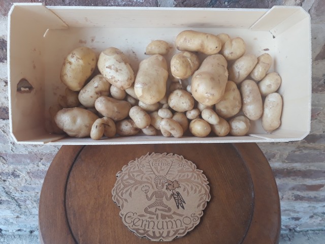 Pommes de terre Charlotte bio — visuel 2