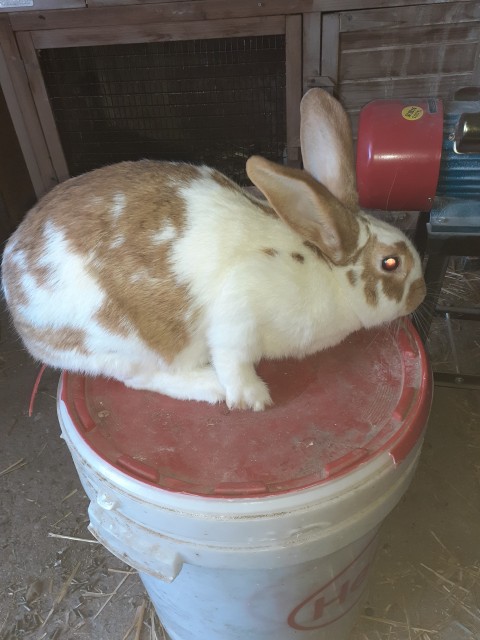 Lapin entier — visuel 2